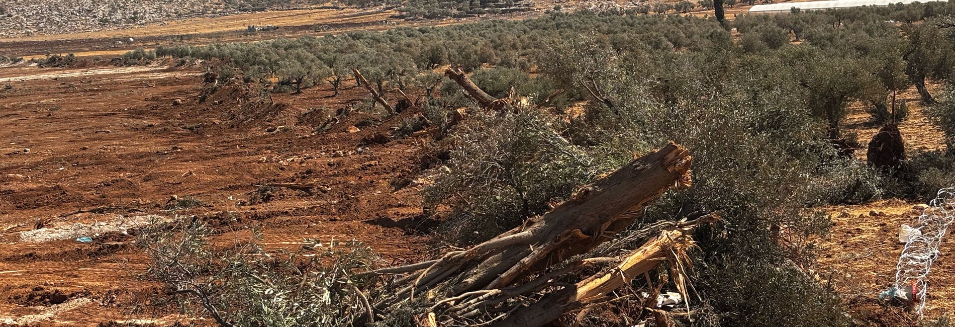 Land levelling and uprooted trees in Al-Mughayyir during an Israeli operation, 21–24 August 2025. Photo by OCHA.